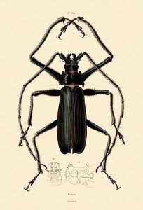 Escarabajo de cuernos largos
